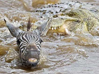 Foto - Timsahlara bir de bu açıdan bakın!