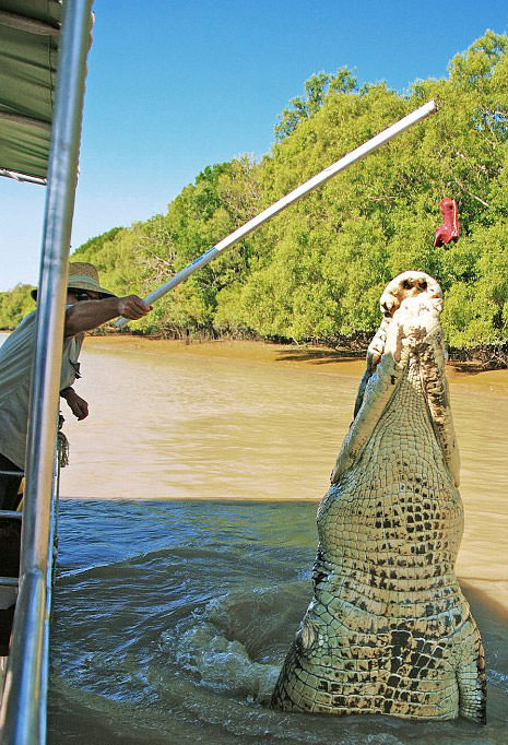 Foto - Timsahlara bir de bu açıdan bakın!