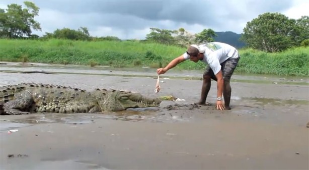 Foto - Timsahlara bir de bu açıdan bakın!