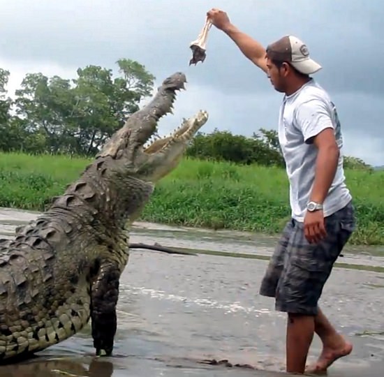 Foto - Timsahlara bir de bu açıdan bakın!