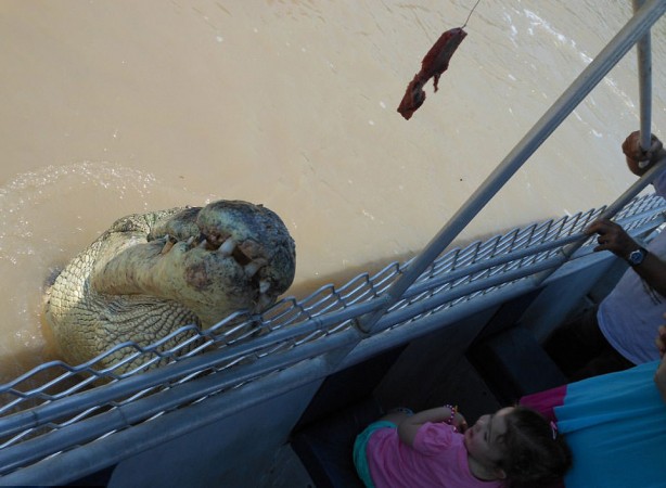 Foto - Timsahlara bir de bu açıdan bakın!