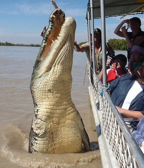 Foto - Timsahlara bir de bu açıdan bakın!