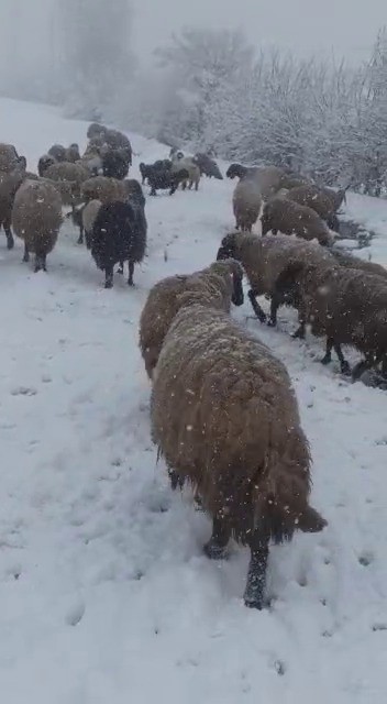 Foto - Tipi ve kara yakalanan hayvan sürüsü güçlükle köye ulaştırıldı