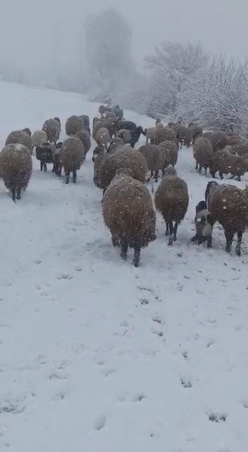 Foto - Tipi ve kara yakalanan hayvan sürüsü güçlükle köye ulaştırıldı