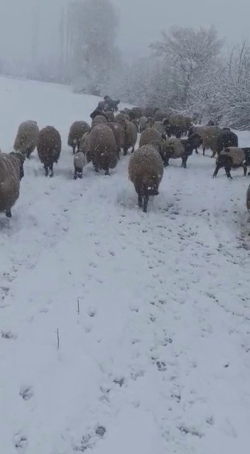 Foto - Tipi ve kara yakalanan hayvan sürüsü güçlükle köye ulaştırıldı