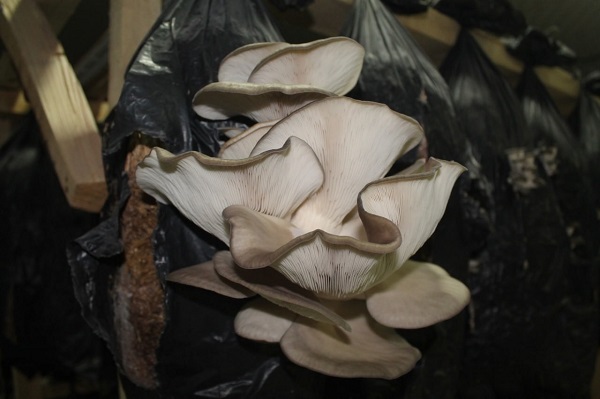 Foto - Tır şoförlüğünü bıraktı işini kurdu! Ayda 500 kilo üretiyor