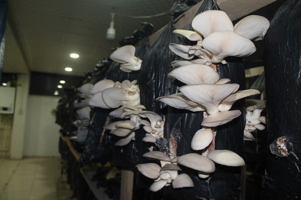 Foto - Tır şoförlüğünü bıraktı işini kurdu! Ayda 500 kilo üretiyor