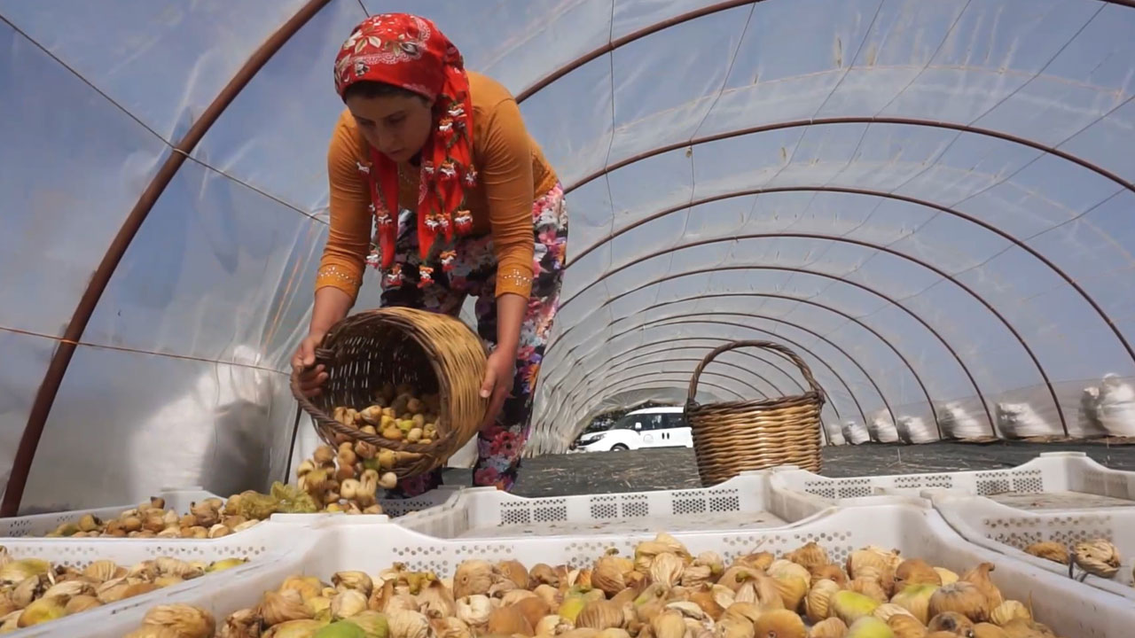 Tire’de incir bekçiliğine rekor ücret! 33 günde 90 bin TL