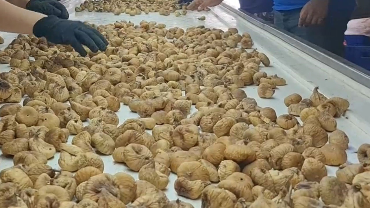 Foto - Tire’de incir bekçiliğine rekor ücret! 33 günde 90 bin TL