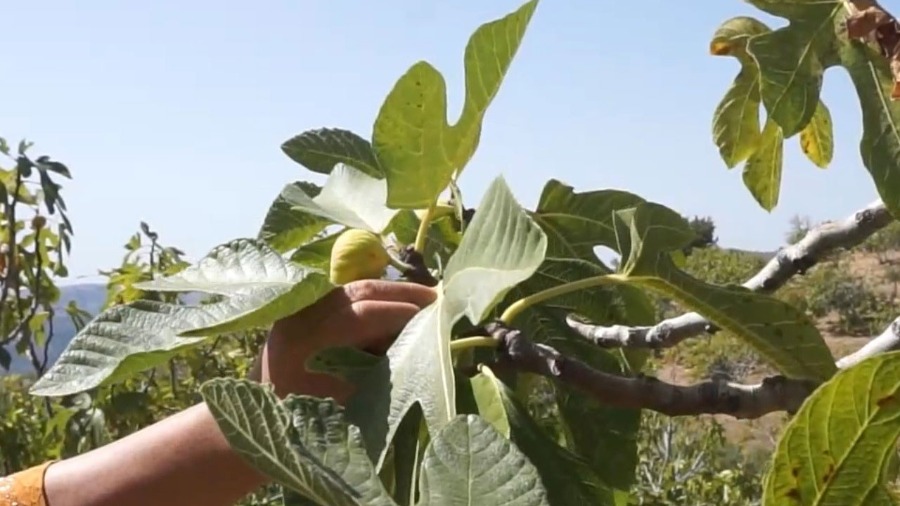 Foto - Tire’de incir bekçiliğine rekor ücret! 33 günde 90 bin TL