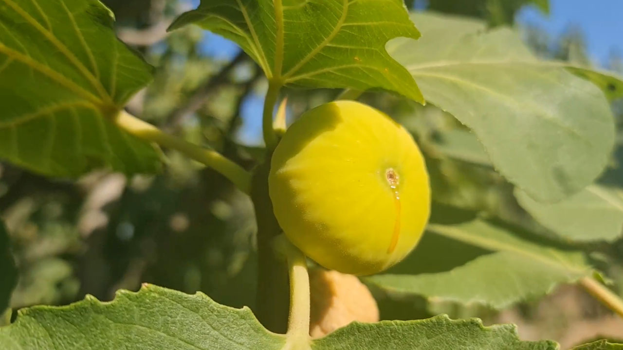 Foto - Tire’de incir bekçiliğine rekor ücret! 33 günde 90 bin TL