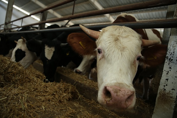 Foto - TKDK desteğiyle kurduğu modern tesiste süt üretiyor