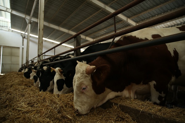 Foto - TKDK desteğiyle kurduğu modern tesiste süt üretiyor