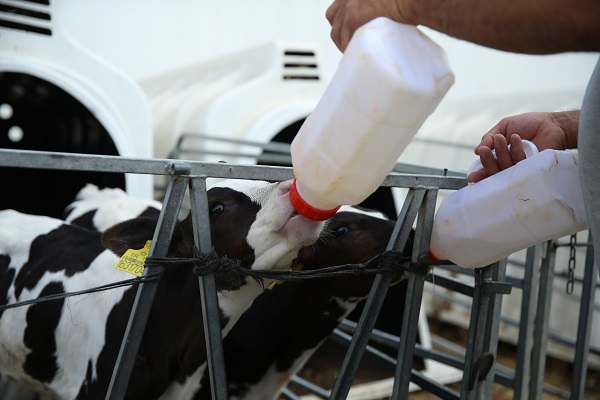 TKDK desteğiyle kurduğu modern tesiste süt üretiyor