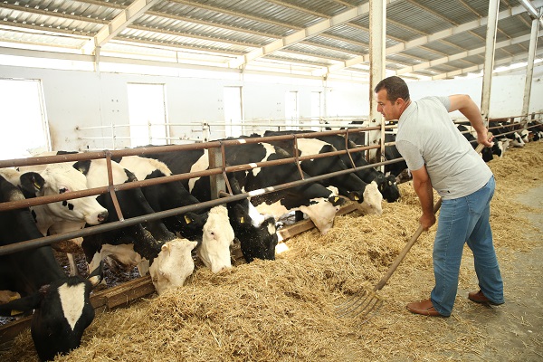 Foto - TKDK desteğiyle kurduğu modern tesiste süt üretiyor