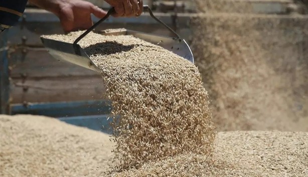 Foto - TMO açıkladı! İşte 2024 satış fiyatları: Üreticiye destekler verilecek!