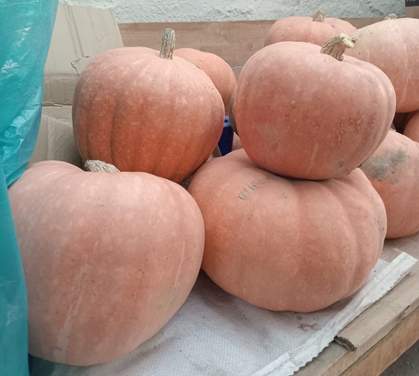 Foto - Tohum aynı sonuç farklı