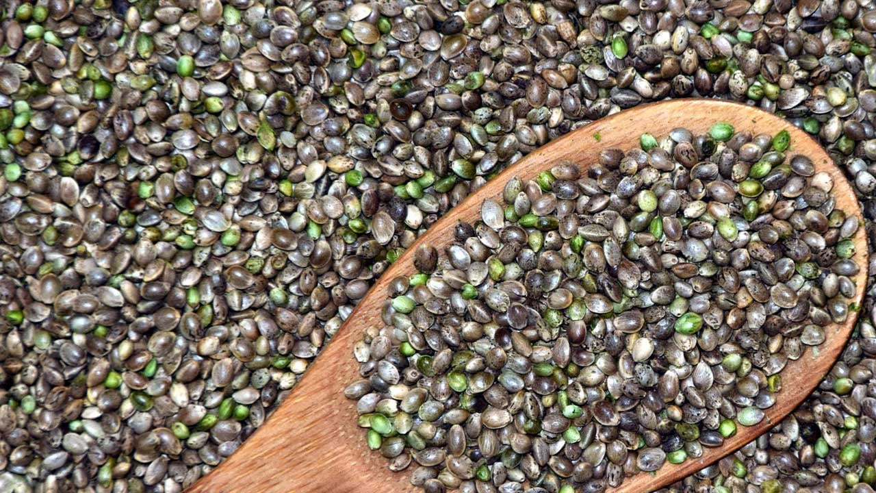 Tohum tüketen yaşadı: Gençleşmenin sırrı! İbn-i Sina asırlar önce önerdi! Sır gibi saklanan tohum