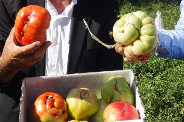 Foto - Tohumları ata yadigarı! Büyüklüğü ve ağırlığıyla dikkat çeken domatesler tescil yolunda!