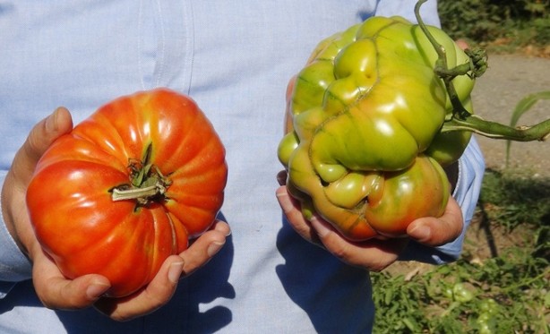 Tohumları ata yadigarı! Büyüklüğü ve ağırlığıyla dikkat çeken domatesler tescil yolunda!