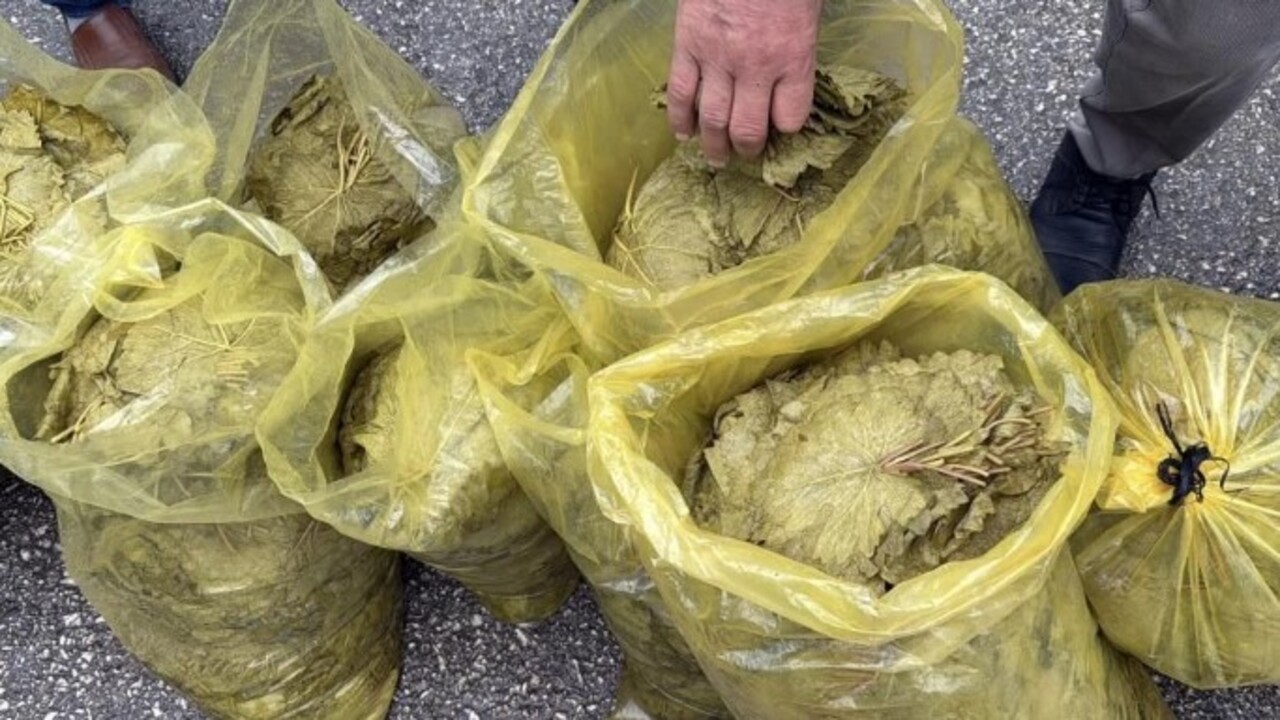 Foto - Tokat yaprağının fiyatı açıklandı