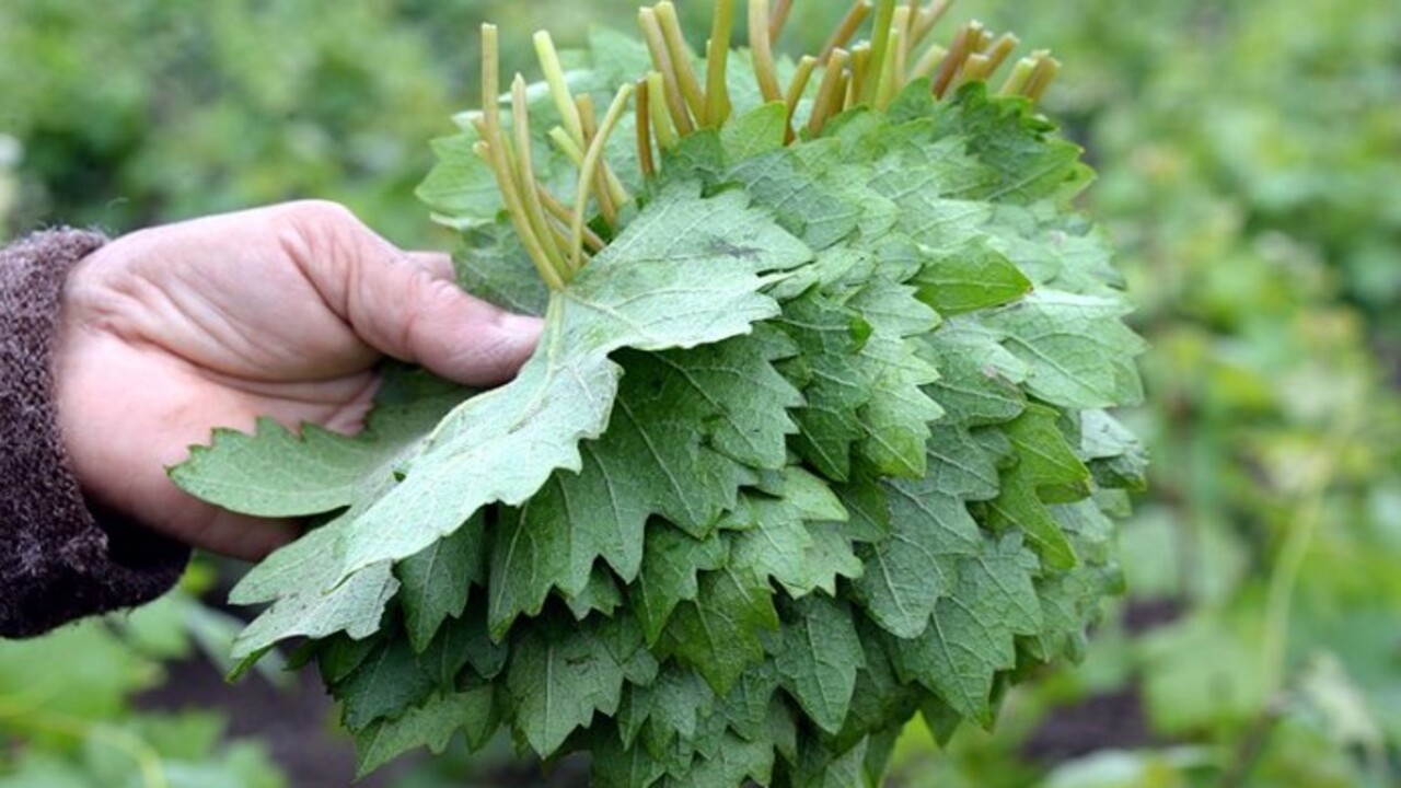 Tokat yaprağının fiyatı açıklandı