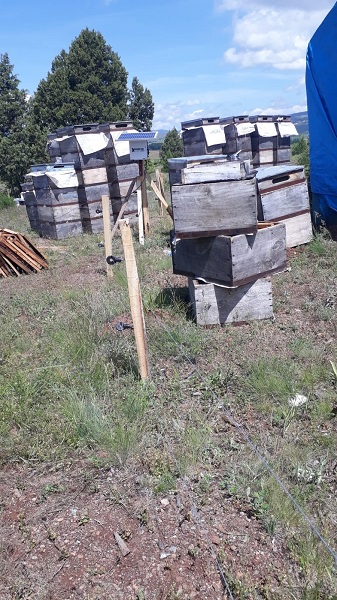 Foto - Tokatlı kaşiften şaşırtan buluş