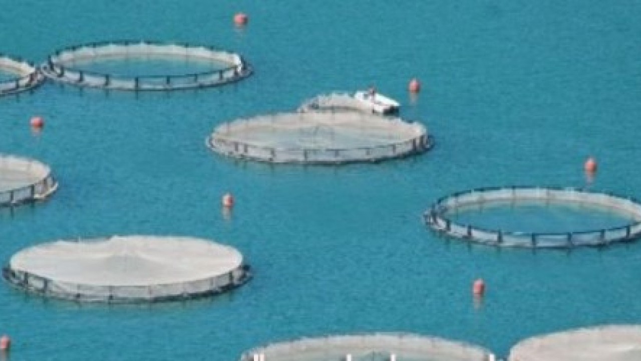 Foto - Tokat'ta yetiştiriliyor: Şimdi 29 ülkeye ihraç ediliyor!