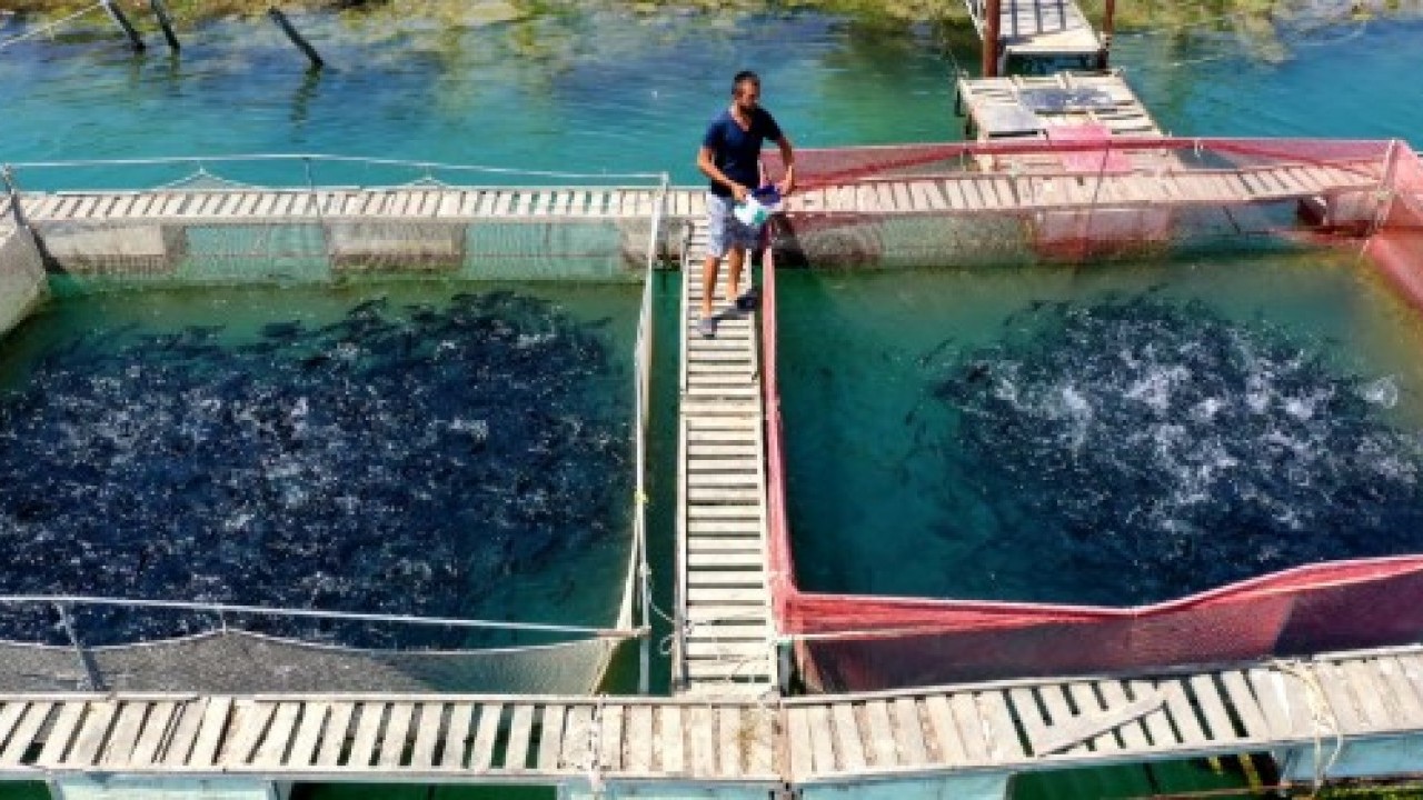 Foto - Tokat'ta yetiştiriliyor: Şimdi 29 ülkeye ihraç ediliyor!
