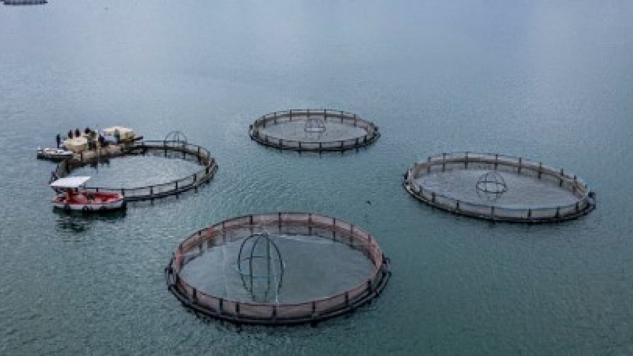 Foto - Tokat'ta yetiştiriliyor: Şimdi 29 ülkeye ihraç ediliyor!