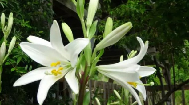Foto - Bu kadarını o da beklemiyordu! Tokat'tan getirdi, şimdi paraya para demiyor!