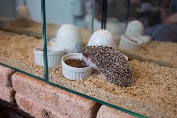 Foto - Tokyo'da sıra dışı konseptli cafe