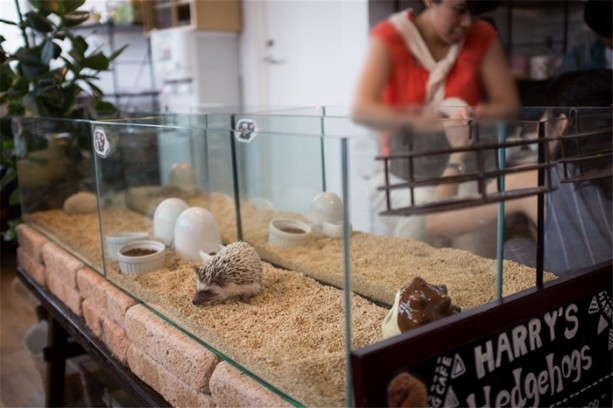 Foto - Tokyo'da sıra dışı konseptli cafe