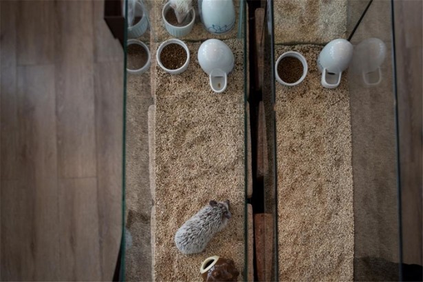 Foto - Tokyo'da sıra dışı konseptli cafe