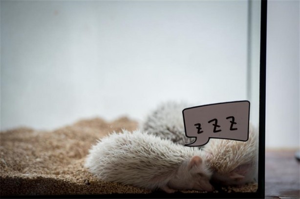 Foto - Tokyo'da sıra dışı konseptli cafe