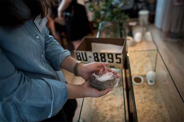 Foto - Tokyo'da sıra dışı konseptli cafe