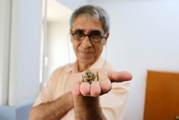 Foto - Tombul çekirge o ilde görüntülendi