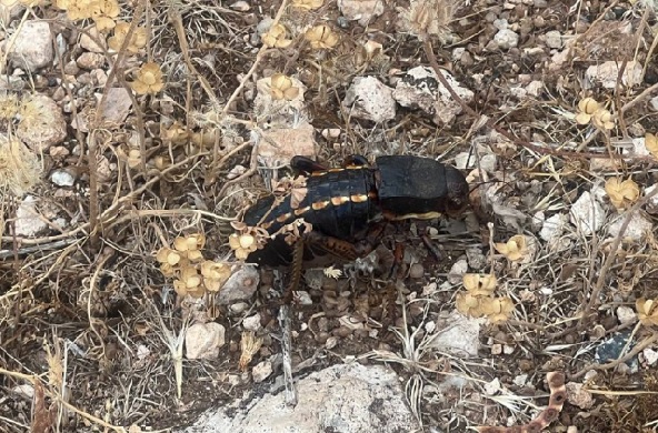 Foto - Tombul çekirge o ilde görüntülendi