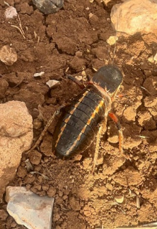Foto - Tombul çekirge o ilde görüntülendi