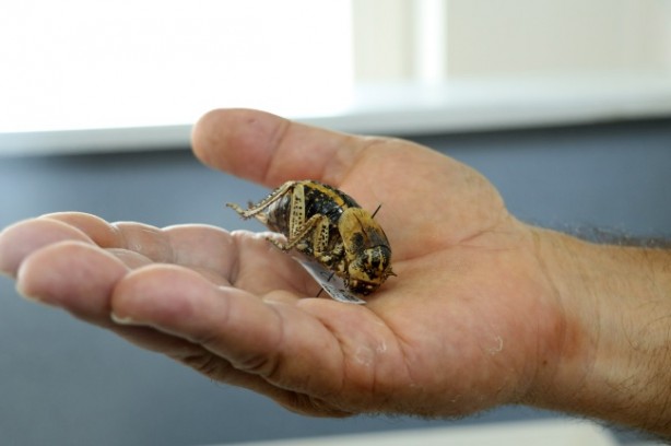 Foto - Tombul çekirge o ilde görüntülendi