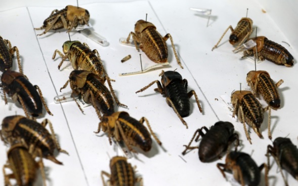 Foto - Tombul çekirge o ilde görüntülendi