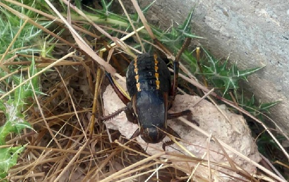 Foto - Tombul çekirge o ilde görüntülendi