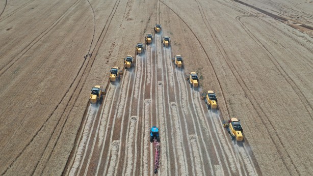 Foto - Tonlarca hasat bekleniyor! Devletin topraklarından bereket fışkırdı