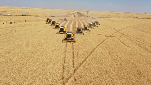Foto - Tonlarca hasat bekleniyor! Devletin topraklarından bereket fışkırdı