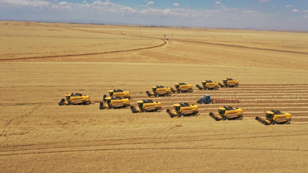 Foto - Tonlarca hasat bekleniyor! Devletin topraklarından bereket fışkırdı