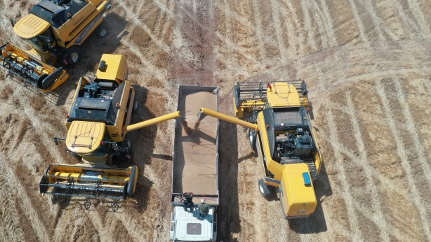 Foto - Tonlarca hasat bekleniyor! Devletin topraklarından bereket fışkırdı