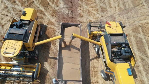 Foto - Tonlarca hasat bekleniyor! Devletin topraklarından bereket fışkırdı