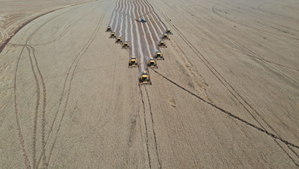 Foto - Tonlarca hasat bekleniyor! Devletin topraklarından bereket fışkırdı