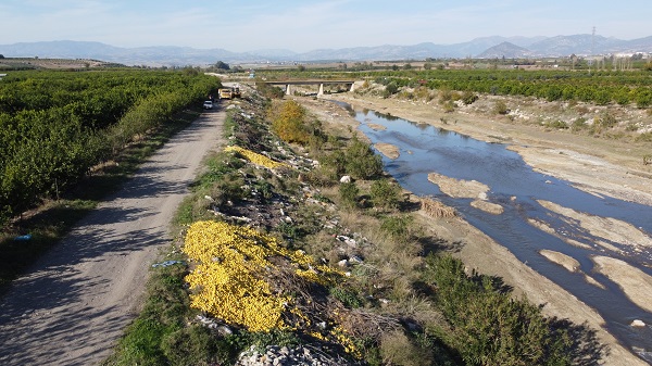 Foto - Tonlarca limon böyle imha edildi