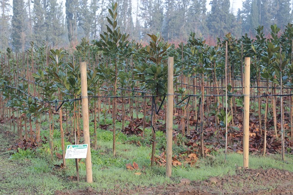 Foto - Tonlarca üretiliyor! Türkiye'de üretiliyor dünyayı yeşillendiriyor